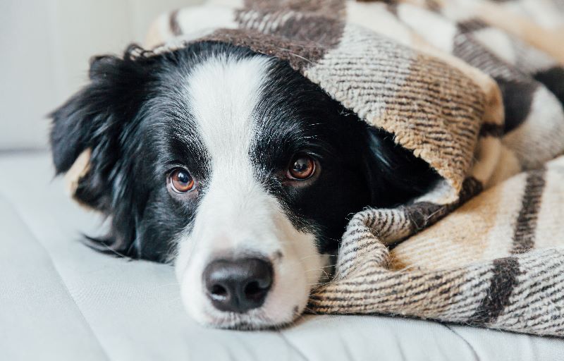 Why Do Dogs Lick Blankets? Unravelling The Surprising Truths!