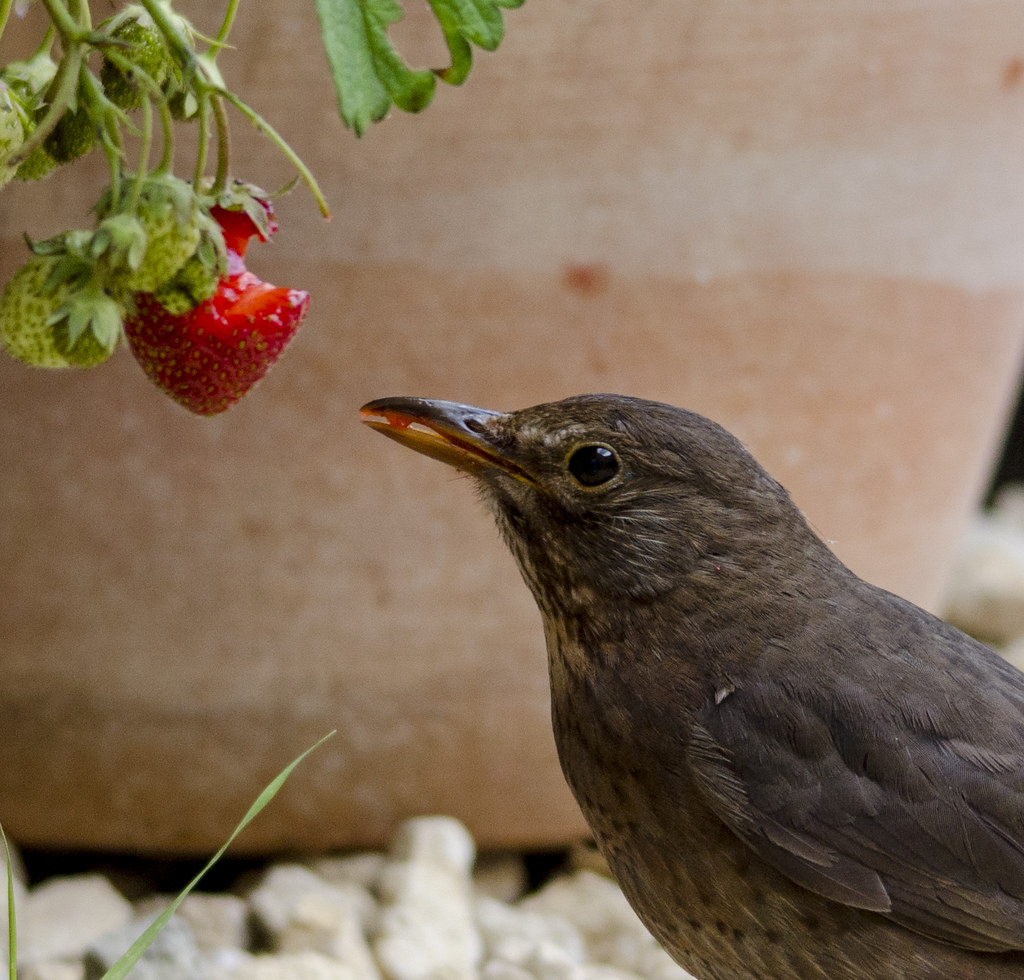 can birds eat strawberries