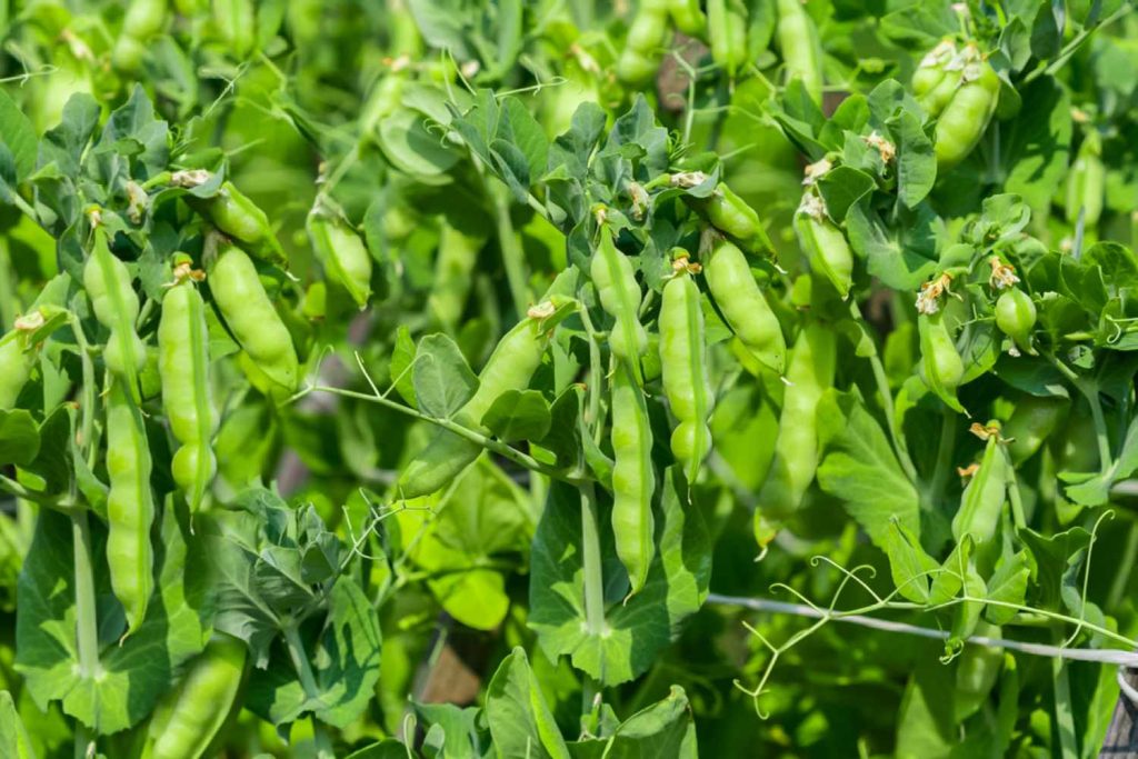 companion plants for peas