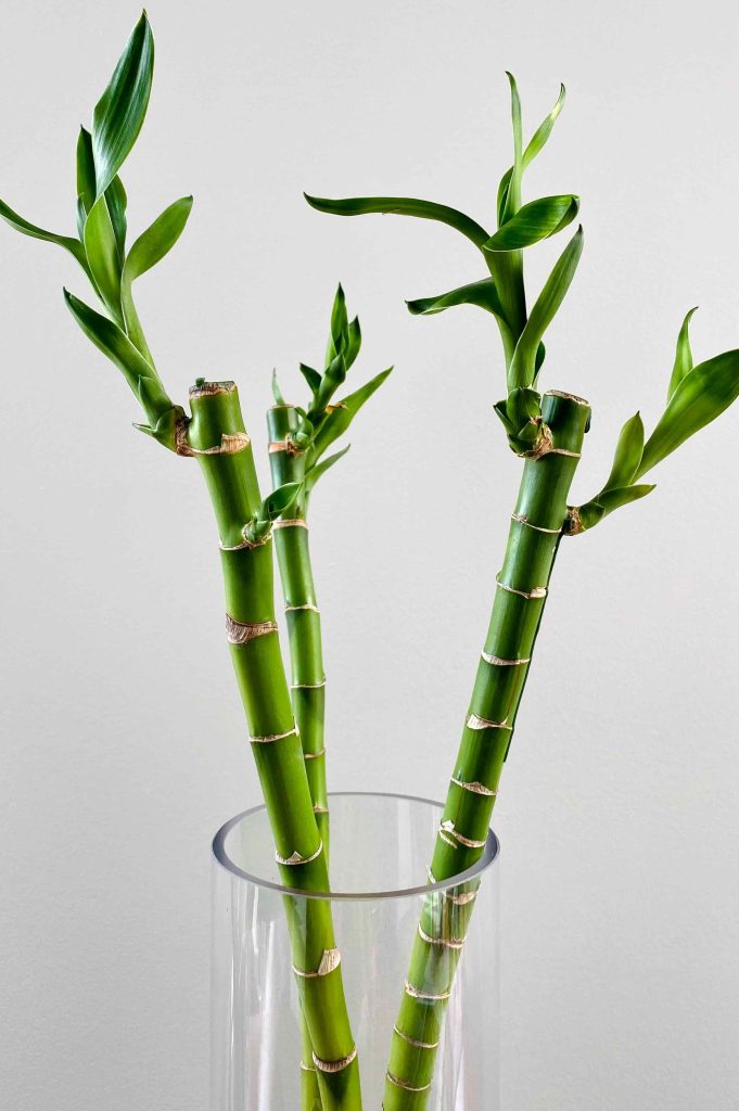 how to propagate lucky bamboo