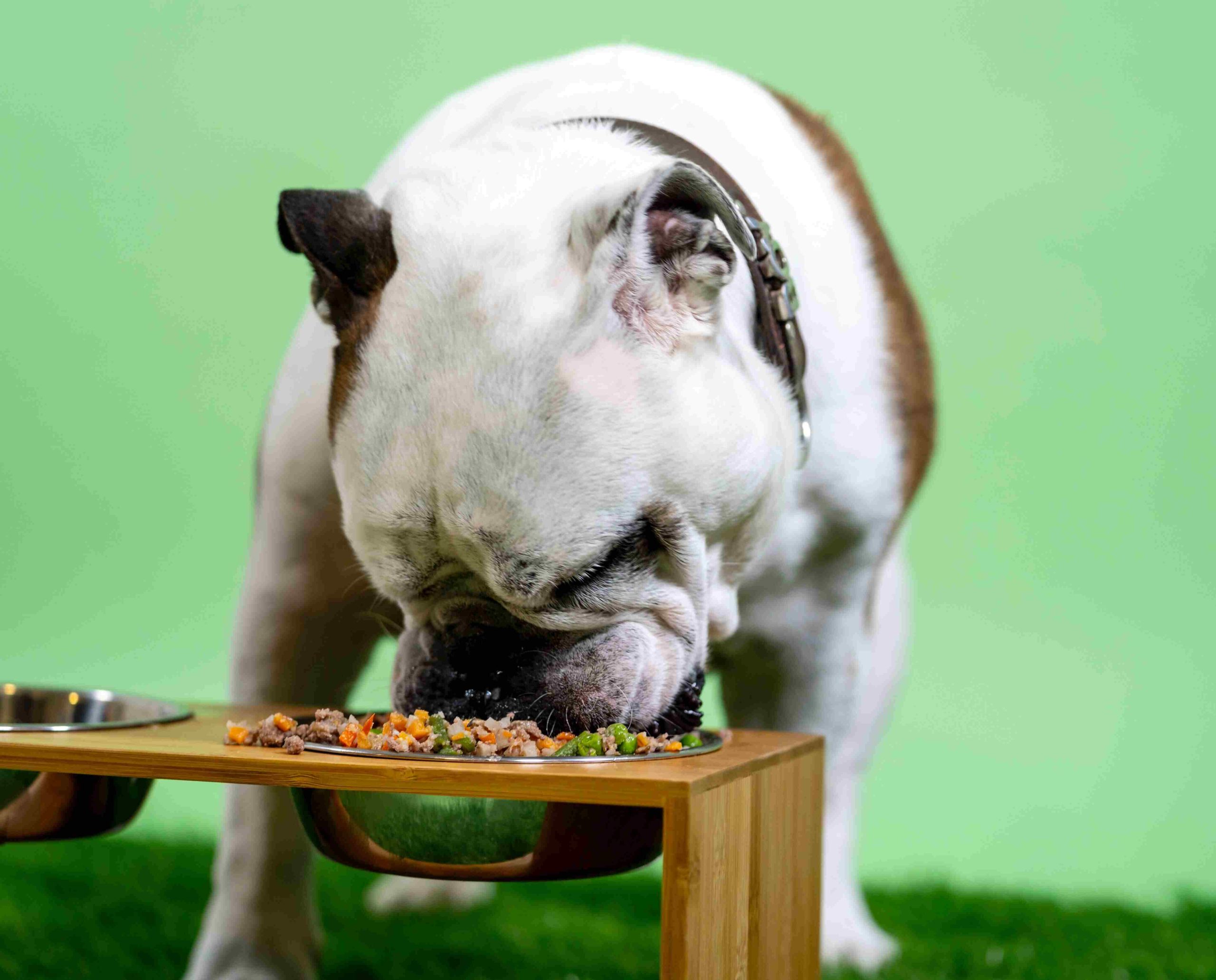 What is Chicken Meal in Dog Food? Benefits and Considerations