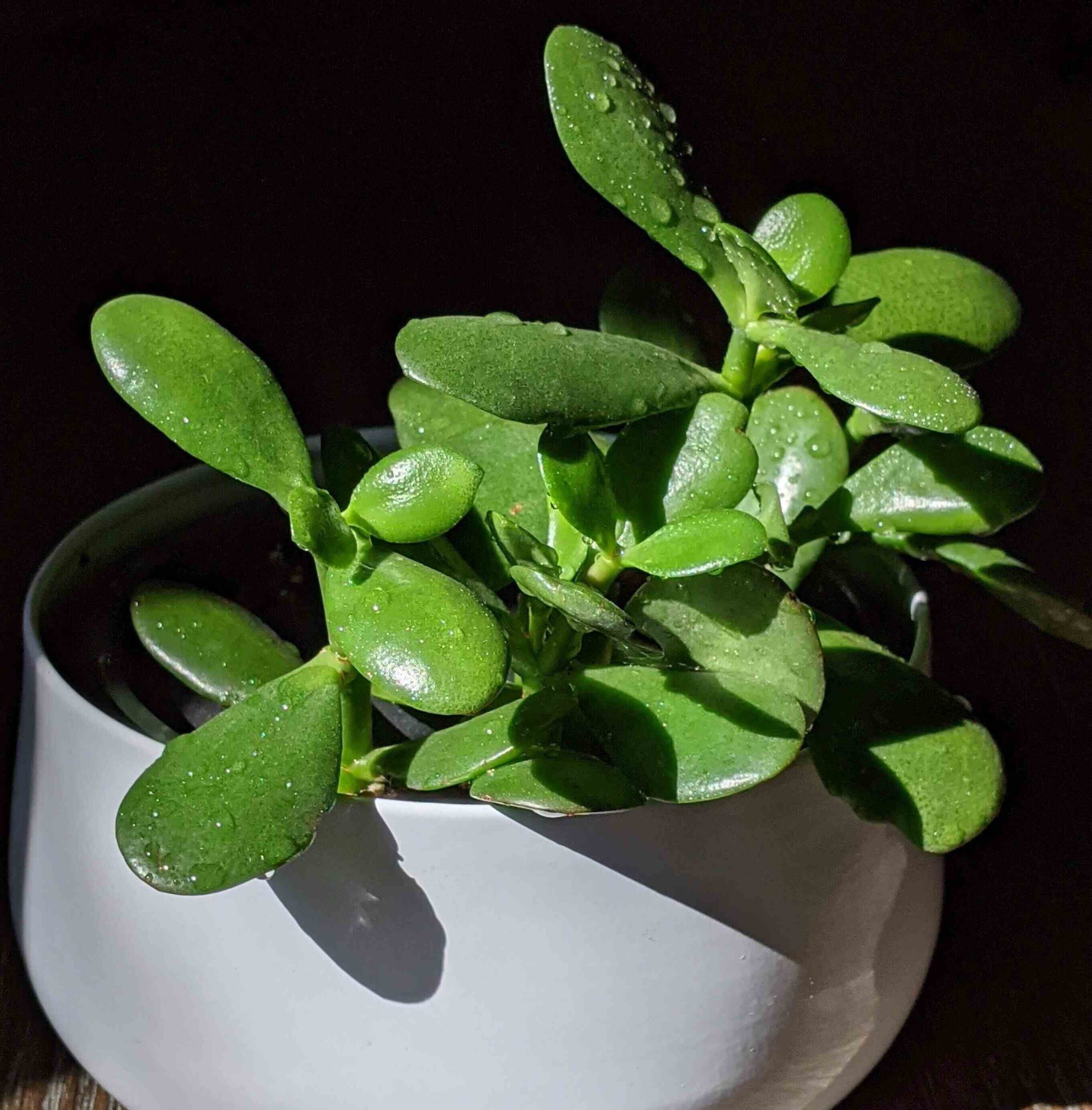 15 Types of Jade Plants & How to Care For Them