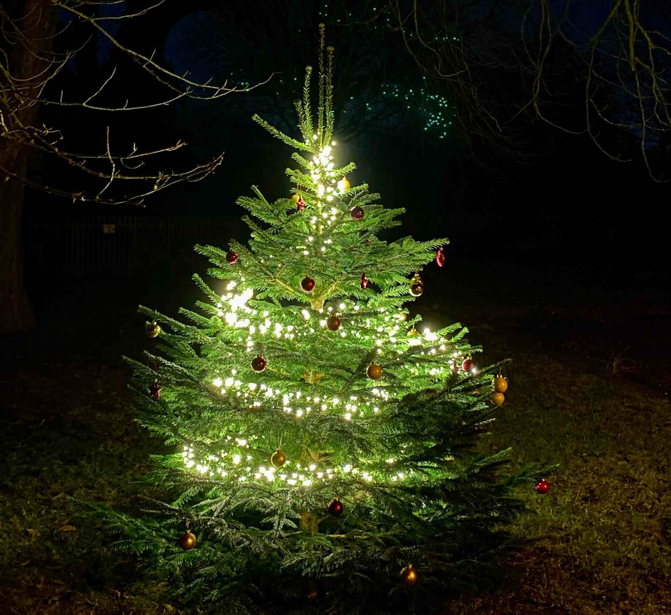 Solar Powered Tree Lights: Illuminating Your Outdoor Space with Eco-Friendly Brilliance