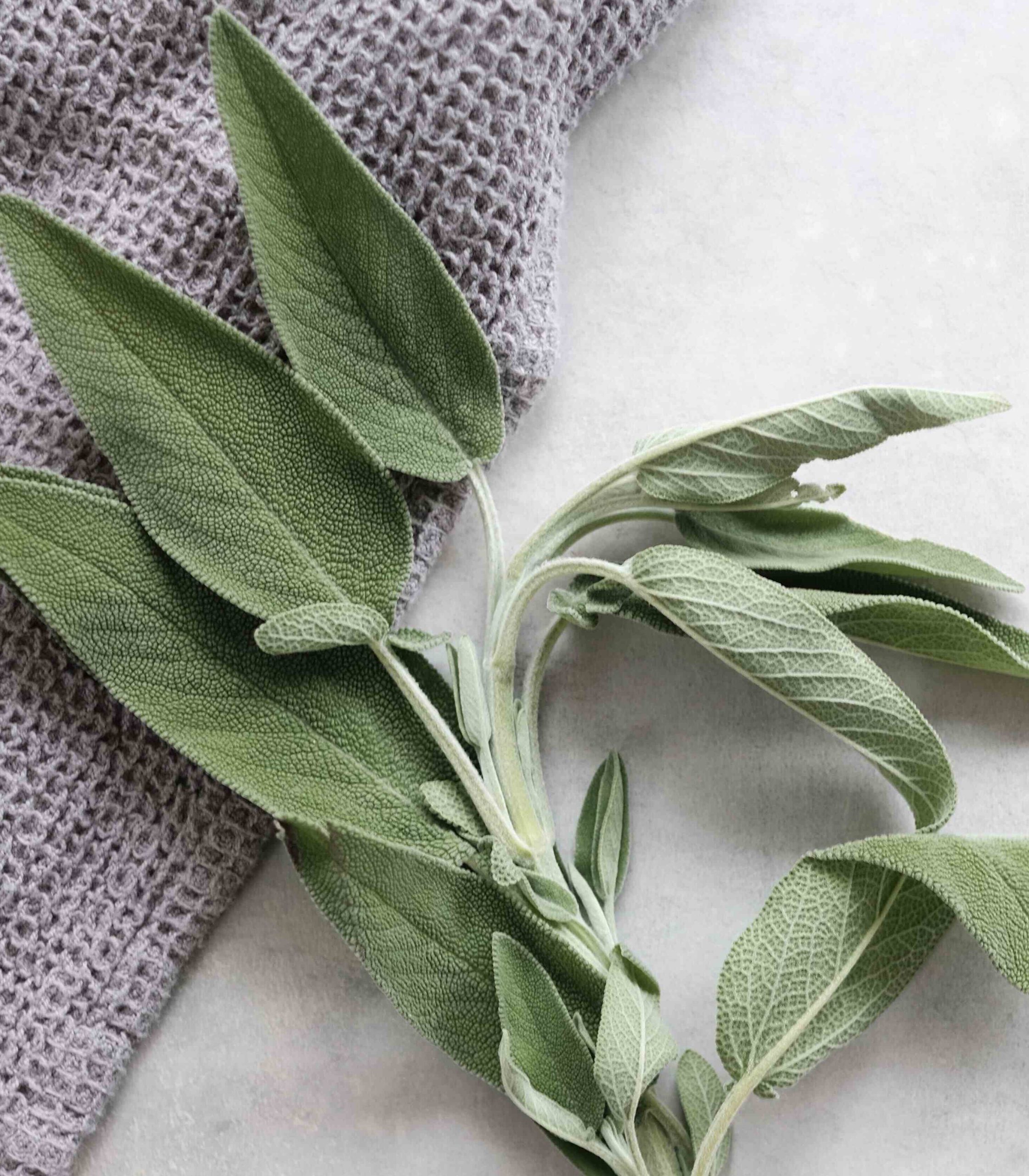 What Does Sage Smell Like? Unraveling the Aroma of this Herbal Wonder